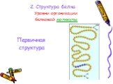 2. Структура белка. Уровни организации белковой молекулы. Первичная структура