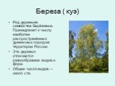Береза ( куэ). Род деревьев семейства Берёзовые. Принадлежит к числу наиболее распространённых древесных пород на территории России. Эти деревья отличаются разнообразием видов и форм. Общее число видов — около ста.