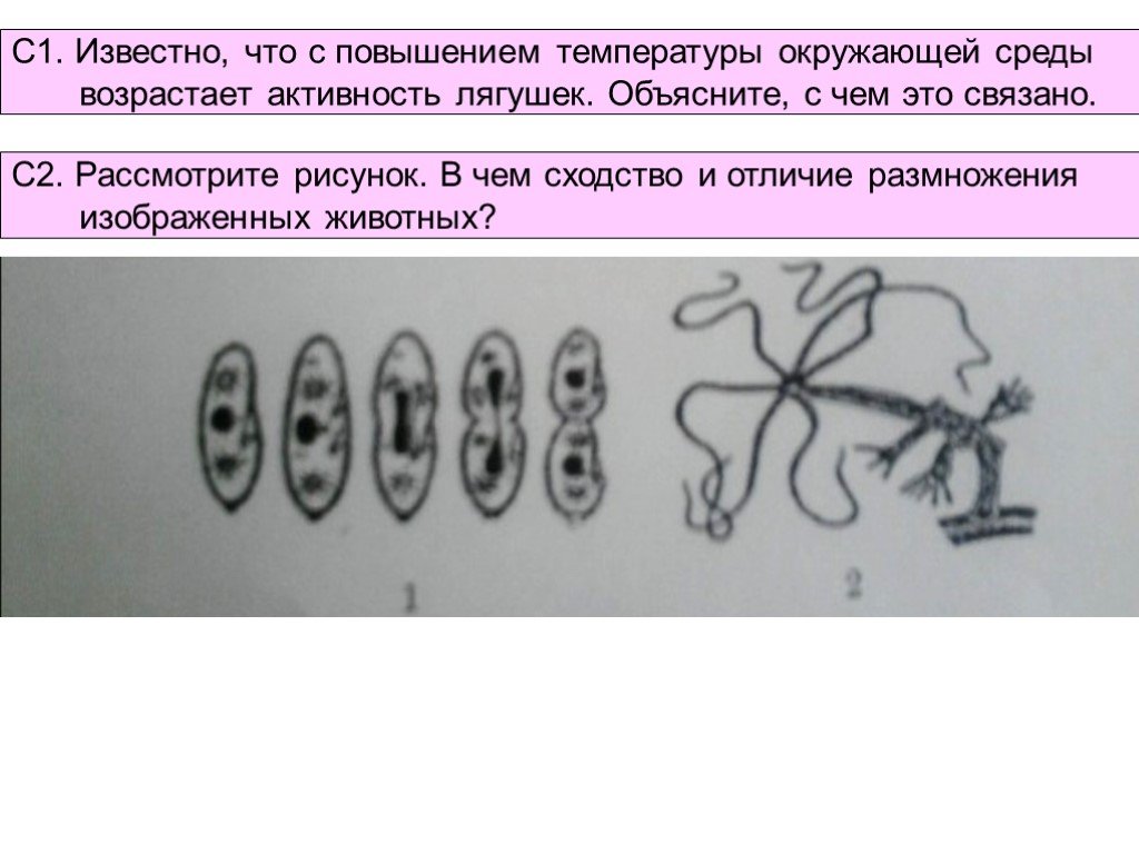 Рассмотрите изображение и объясните. В чем сходство и различие изображенных животных?. Рассмотрите рисунок в чем отличие размножения изображенных животных. Рассмотрите рисунок в чем сходство и отличие размножения. В чем сходство и различие в размножении изображенных животных?.