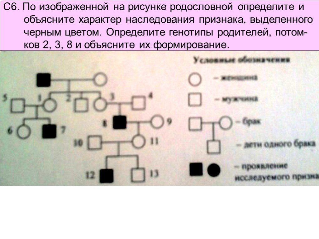 Родословная по 1 признаку. Характер наследования признаков. По изображенной на рисунке родословной определите. Характер наследования в родословной определите признака. Характер наследования генотипы определите.