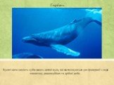 Горбань. Вусаті кити замість зубів мають китові вуса, які застосовуються для фільтрації з води планктону, ракоподібних та дрібної риби.
