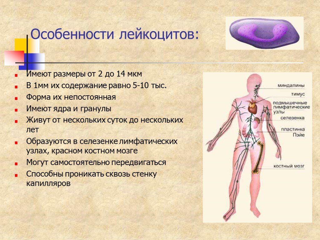 Лейкоциты строение. Особенности строения и функционирования лейкоцитов. Особенности состава и строения лейкоцитов. Особенности строения Лейк. Лейкоциты характеристика.