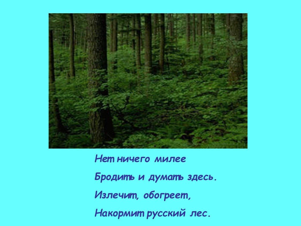 Поэзия о лесе