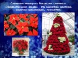 Символом немецкого Рождества считается «Рождественская звезда» - это комнатное растение молочай красивейший, пуансеттия.