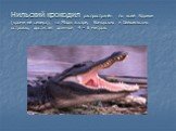 Нильский крокодил распространён по всей Африке (кроме её севера), на Мадагаскаре, Коморских и Сейшельских островах, достигает длинной 4 – 6 метров.