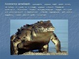 Аллигатор китайский- крокодилы хорошо видят даже ночью, не только на суше, но и в воде; хорошо слышат. Передние конечности пятипалые. Имеют четырёхкамерное сердце. На суше они размножаются и переползают в более подходящие для жизни водоёмы, также греются днём на солнце.