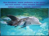 Язык дельфинов можно разделить на две группы. Это язык жестов – знаки, которые дельфины подают хвостом, головой, плавниками