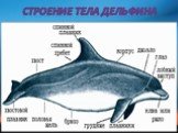 Строение тела дельфина