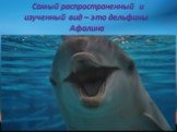 Самый распространенный и изученный вид – это дельфины Афалина
