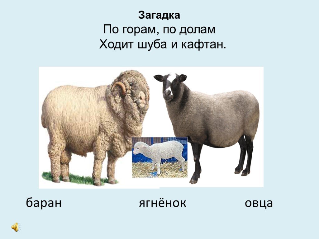 Буква баран. Загадка про овечку для детей. Загадка про барана для детей. Загадка про овцу. Загадка про барашка для детей.