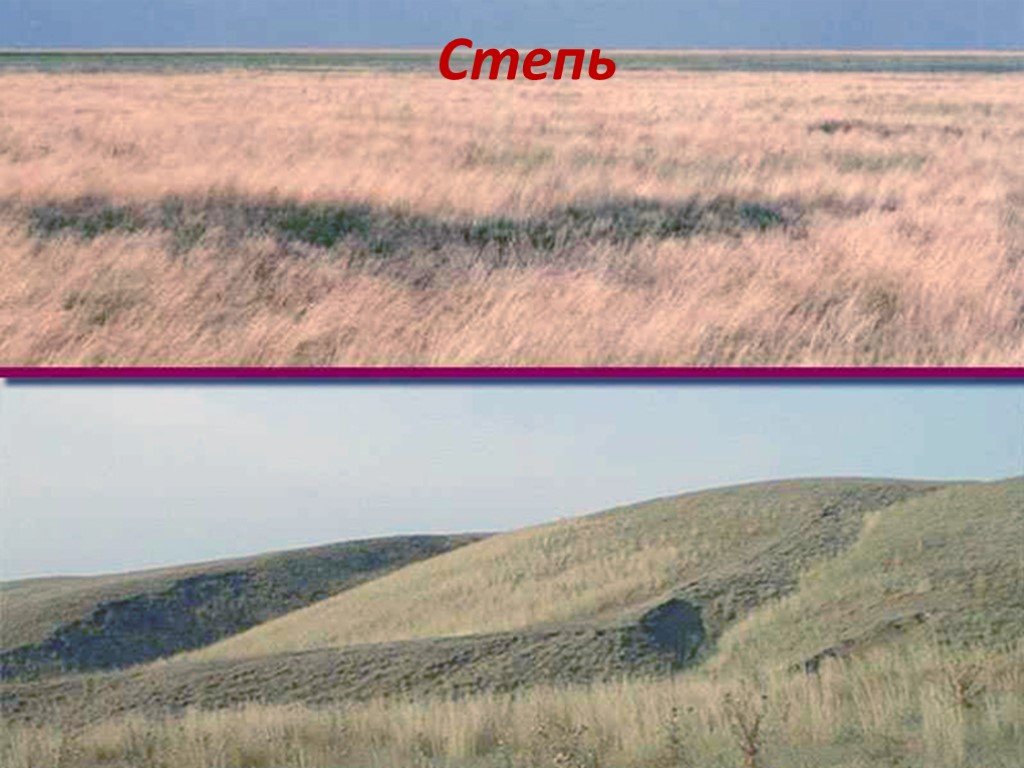 Степь почвы растения животные. Природные зоны земли степи. Видовое разнообразие степи. Почвы степи. Природная зона степь почва.