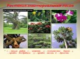 Растения экваториальных лесов. 1 — пальма рафия; 2 — цекропия; 3 — тюльпановое дерево; 4 — орхидея дендробиум; 5 — орхидея ваниль; 6 — бромелия.