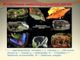 Животные экваториальных лесов. 1 — ошейниковый пекари; 2 — тапир; 3 — обезьяна ревун; 4 — ягуар; 5 — анаконда; 6 — колибри; 7 — бабочка геликонида; 8 — бабочка морфо.
