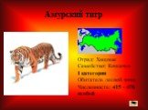Отряд: Хищные Семейство: Кошачьи I категория Обитатель лесной зоны. Численность: 415 - 476 особей. Амурский тигр
