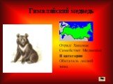 Отряд: Хищные Семейство: Медвежьи II категория Обитатель лесной зоны. Гималайский медведь