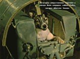 На втором искусственном спутнике в космос была запущена собака Лайка, которая облетела Землю.