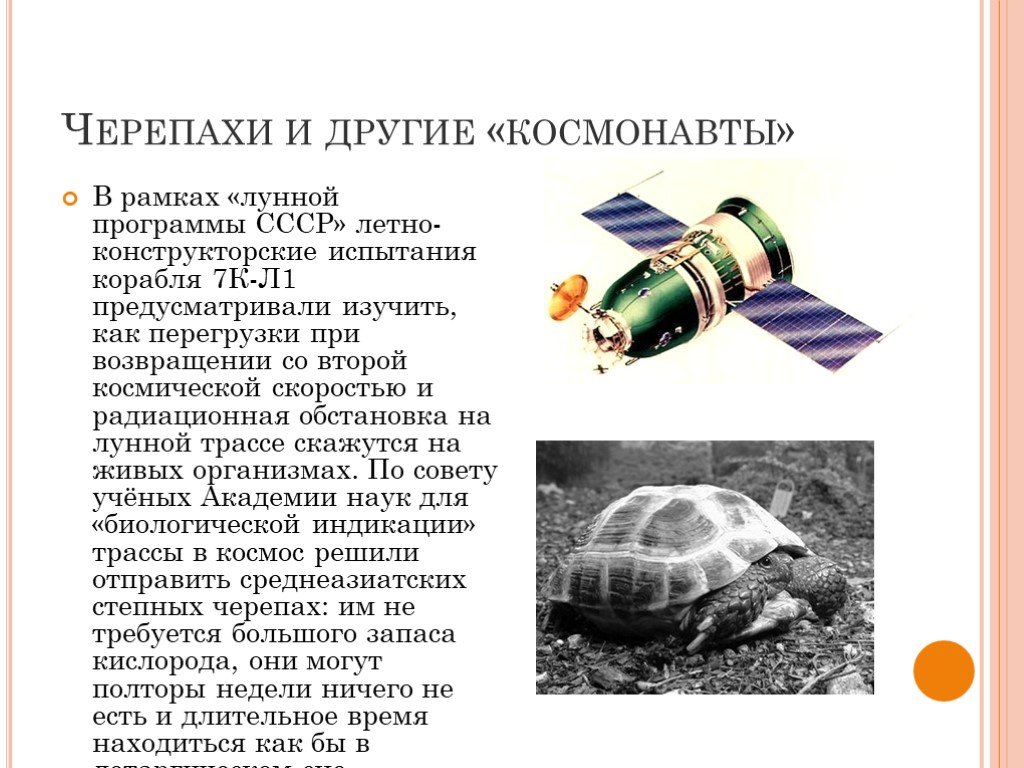 Какое животное первым облетело вокруг луны. Черепаха космонавт СССР. Черепахи летали в космос. Первые черепахи на Луне. Первые черепахи в космосе.