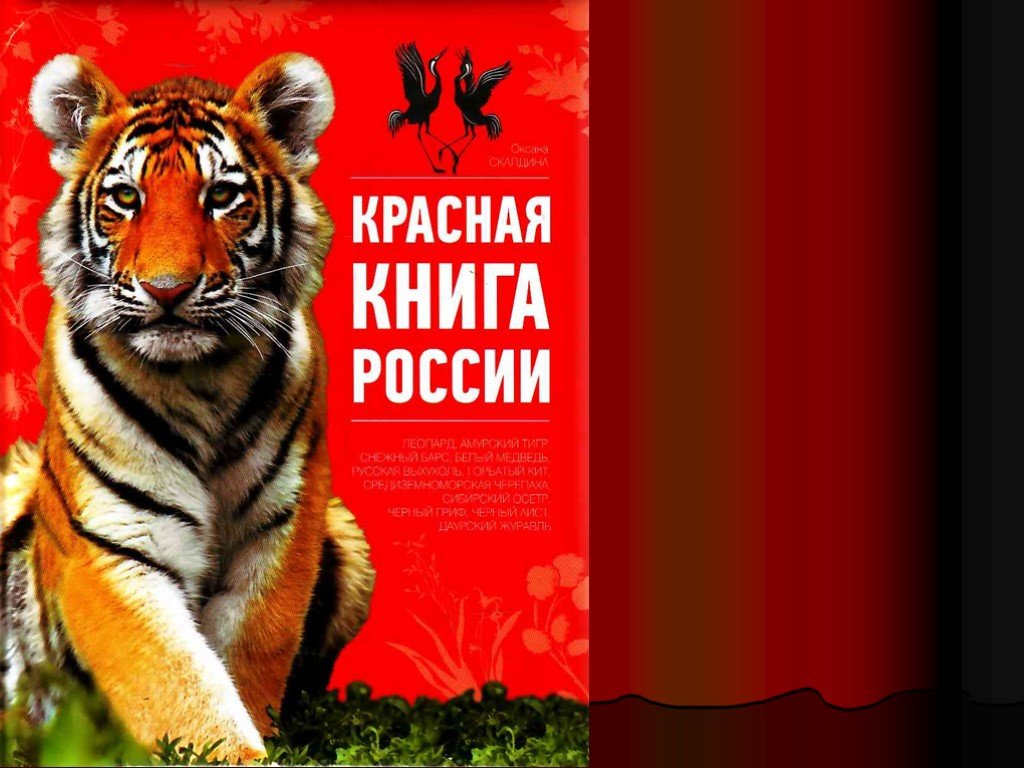 Красная книга россии проект 2 класс