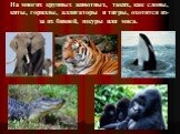 На многих крупных животных, таких, как слоны, киты, гориллы, аллигаторы и тигры, охотятся из-за их бивней, шкуры или мяса.