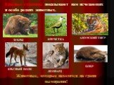 Красные страницы показывают нам исчезающих и особо редких животных. Животные, которые находятся на грани вымирания! ЗУБРЫ КРАСНЫЙ ВОЛК БОБР АМУРСКИЙ ТИГР ЛЕОПАРД КРЕЧЕТКА