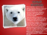 Белый медведь. Белые медведи – одни из самых крупных хищных наземных животных. На территории России проживают на Крайнем Севере и на островах Арктики. Эти медведи прекрасно чувствуют себя и на льдинах, на которых могут дрейфовать по несколько месяцев. Взрослые особи в длину могут достигать 3 метра, 