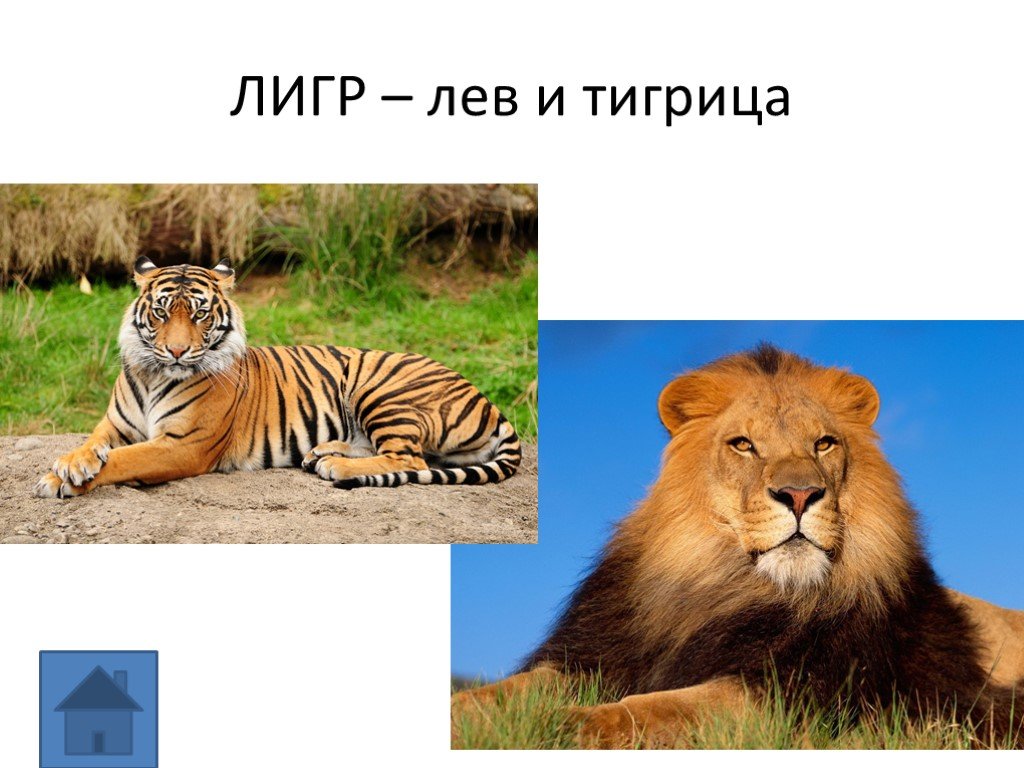 Алиса где живет тигр Лев. Когда ты найдёшь работу Лев с тигром. Где логика Лев и картина императора. Задача Моро львы и тигры учебник.