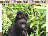 Горная горилла. Африканская горная горилла (Gorilla beringei beringei) – самый большой и сильный из всех приматов, не смотря на свои габариты - это очень общительное и мирное животное. Многие из нас впервые познакомились с гориллами при просмотре фильмов «Кинг Конг» и «Тарзан» Гориллы наш самый близ