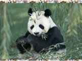 Гигантская панда. Гигантская панда (Ailuropoda melanoleuca) обитает в Китае, в верховьях реки Янцзы. Бурное развитие Китая оставляет этому виду мало шансов на выживание.
