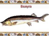 Белуга. Белуга (Huso huso) живёт на Земле уже 200 миллионов лет. Продолжительность жизни этой рыбы составляет 75 лет, максимальный вес две тонны, а длинна до 10 метров. В настоящее время особи старше 18 лет и весом более 40 килограмм практически не встречается. Одной из причин её исчезновения являют