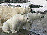 Полярный медведь. Полярному медведю (Ursus maritimus) угрожает глобальное потепление. Шансы выжить этого самого крупного наземного хищника тают вместе с арктическим льдом. Белый медведь вынужден осваивать новую среду обитания – арктическую тундру. На Аляске и в Канаде уже отмечаются случаи появления
