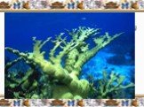 Лосерогие и оленерогие кораллы. Лосерогие и оленерогие кораллы (Acropora palmata and A. cervicornis) – ещё одна жертва глобального потепления. Увеличение кислотности океана не в лучшую сторону сказывается на жизни этих организмов. Если учесть, что кораллы – это дом для многих видов рыб, то последств