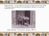 Бубал хартебист - это разновидность антилопы, которая исчезла с лица Земли в 1923 году. Животное обитало в Северной Африке. Причина исчезновения - варварская охота. Бубал хартебист в Лондонском зоопарке, 1897 год