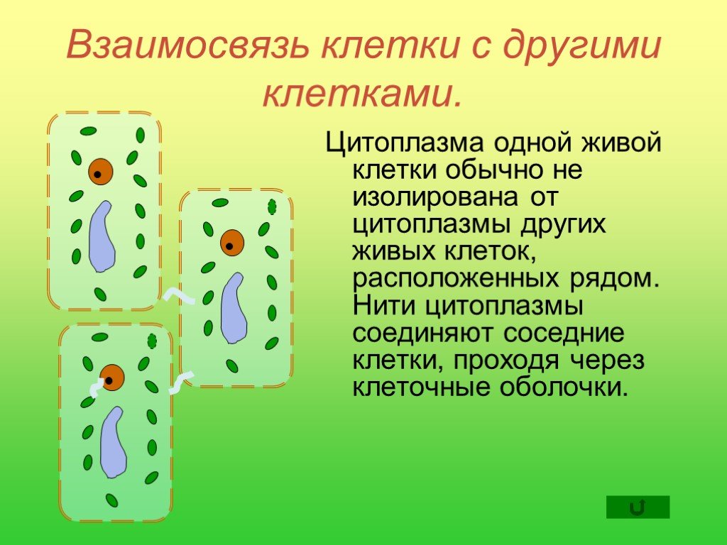 Как получить 1 клетку. Движение цитоплазмы поступление веществ в клетку. Взаимосвязи в цитоплазме. Взаимодействие соседних клеток рисунок. Процессы жизнедеятельности клетки биология.