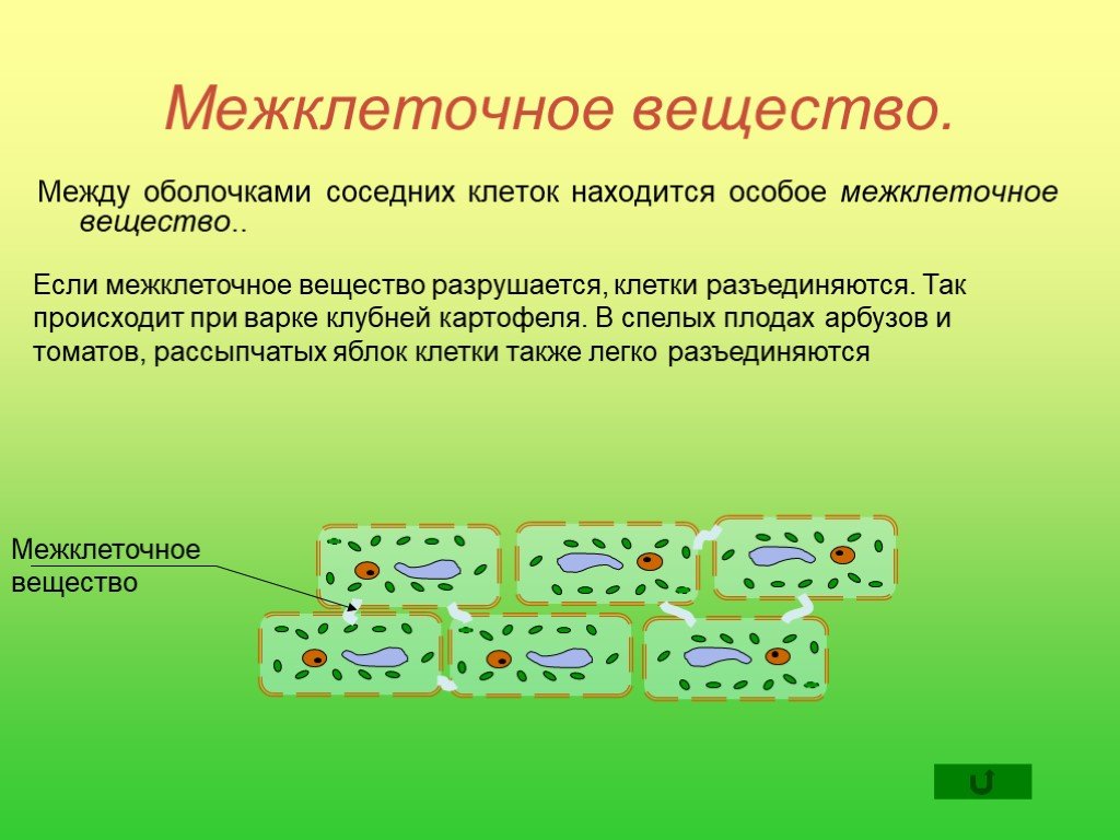 Тест жизнедеятельности клетки. Меж клеточное существо. Межклеточеое анщестаон. Клетки и межклеточное вещество. Вещество между оболочками соседних клеток.
