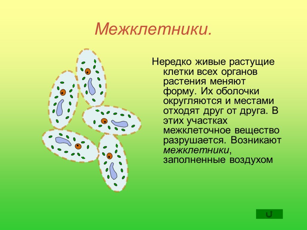 Межклетники заполнены воздухом. Межклетники. Клетки и межклеточное вещество. Межклетники растений. Взаимодействие соседних клеток.