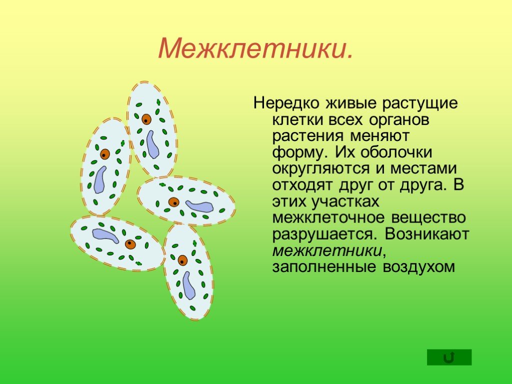 Строение клетки межклеточное вещество. Межклетники это в биологии 5 класс. Межклетник в растительной клетке. Межклеточное вещество растений. Крупные межклетники.