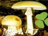 Самый ядовитый гриб – бледная поганка