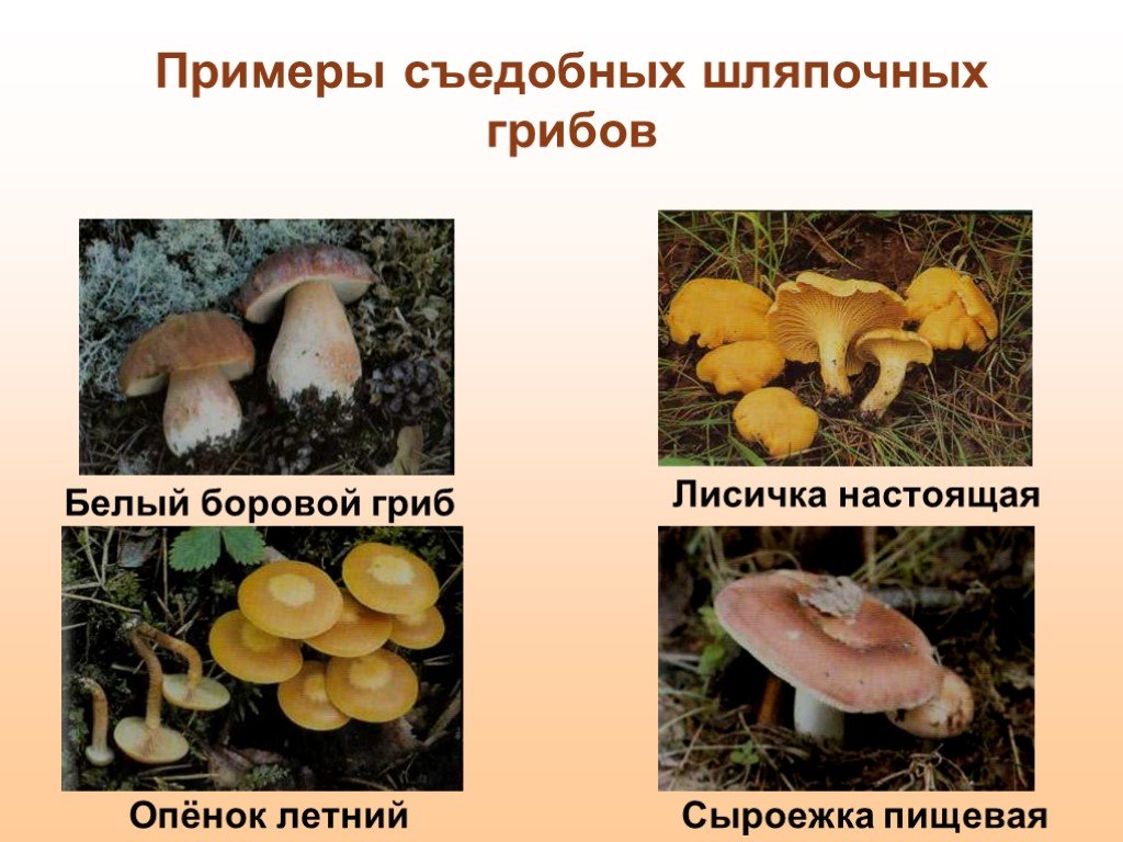 Три примера шляпочных грибов. Несъедобные Шляпочные грибы. Съедобные Шляпочные грибы. Съедобные Шляпочные грибы примеры. Примеры ядовитых шляпочных грибов.