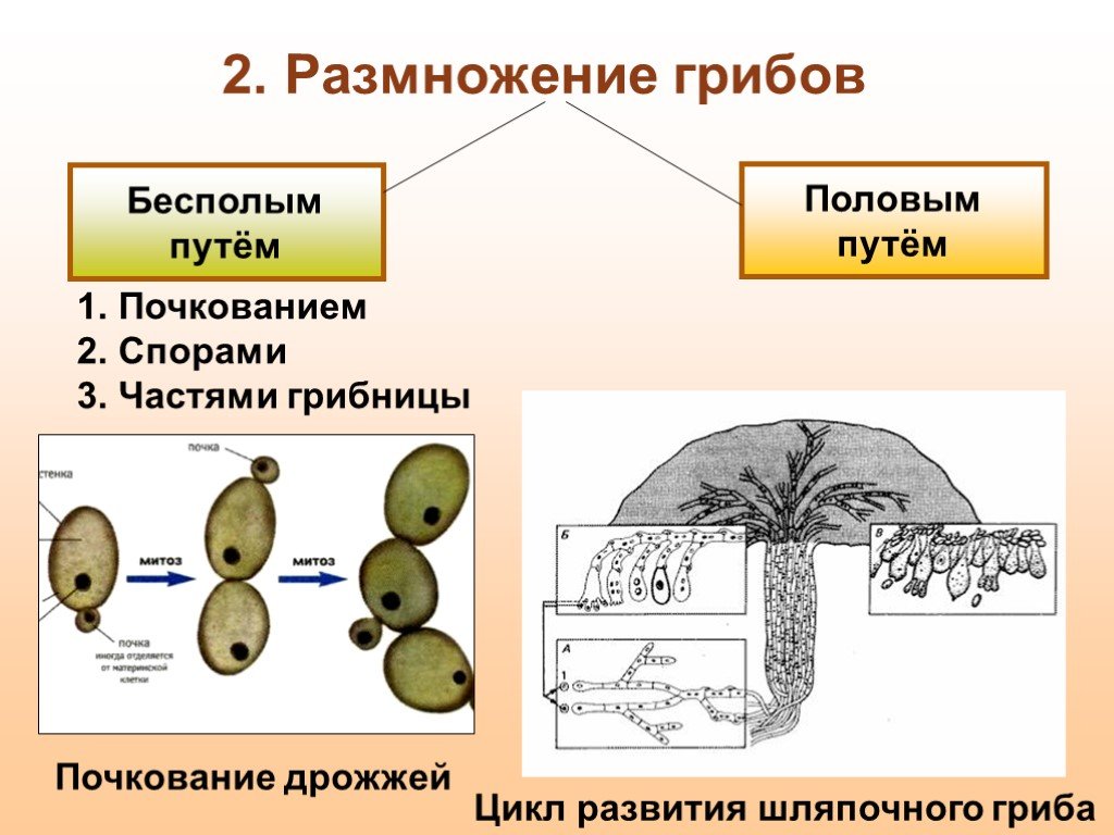 Виды размножения грибов схема