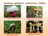 Сатанинский гриб Желчный гриб Мухомор красный Бледная поганка. Примеры ядовитых шляпочных грибов