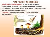 Микориза (грибокорень) – симбиоз грибницы шляпочных грибов с корнями деревьев. Грибы поглощают из почвы воду, а деревья снабжают гриб органическими веществами. Симбиоз – взаимовыгодное существование организмов. Что такое микориза