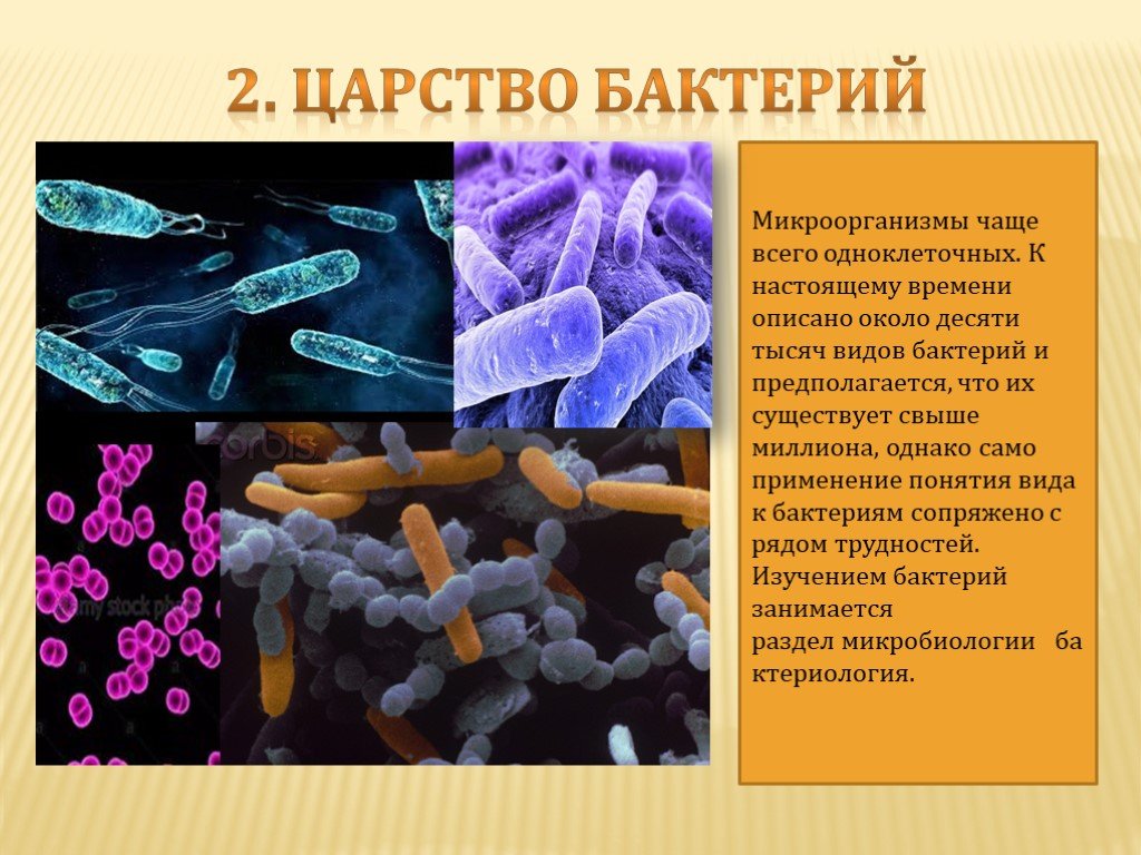 Общая характеристика бактерий 7 класс биология презентация. Царство бактерий 5 класс. Представители царства бактерий 5 класс биология. Царство бактерии презентация. Один представитель из царства бактерий.