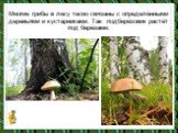 Многие грибы в лесу тесно связаны с определёнными деревьями и кустарниками. Так подберёзовик растёт под берёзами.