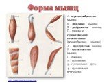 Форма мышц. А- веретенообразная мышца; Б – двуглавая мышца; В – двубрюшная мышца; Г – мышца с сухожильными перемычками (ремнеобразная мышца); Д – двуперистая мышца; Е – одноперистая мышца; 1 – брюшко; 2 – сухожилия; 3 – сухожильная дуга; 4 – сухожильная перемычка. http://www.ot0.ru/hm-01.jpg