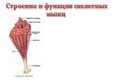 Строение и функции скелетных мышц