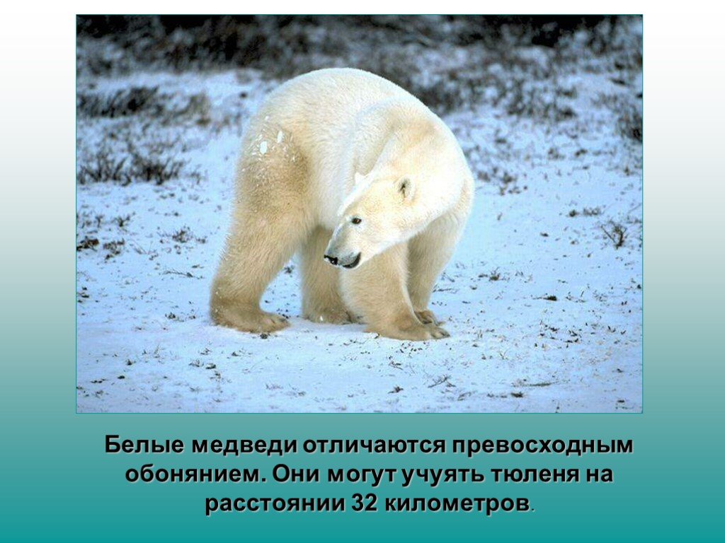 В какой среде обитает белый медведь. Приспособления белого медведя. Белый медведь приспособление к среде. Белый медведь приспособленность к среде. Приспособленность белого медведя.