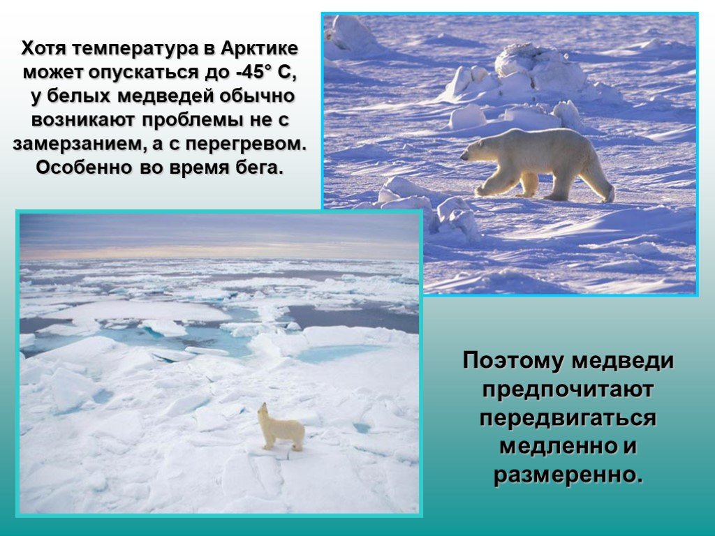 Как приспособились к жизни медведи. Приспособления белого медведя для жизни в Арктике. Приспособление к жизни белого медведя. Белый медведь факторы. Белый медведь приспособление к жизни в арктических.