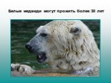 Белые медведи могут прожить более 30 лет