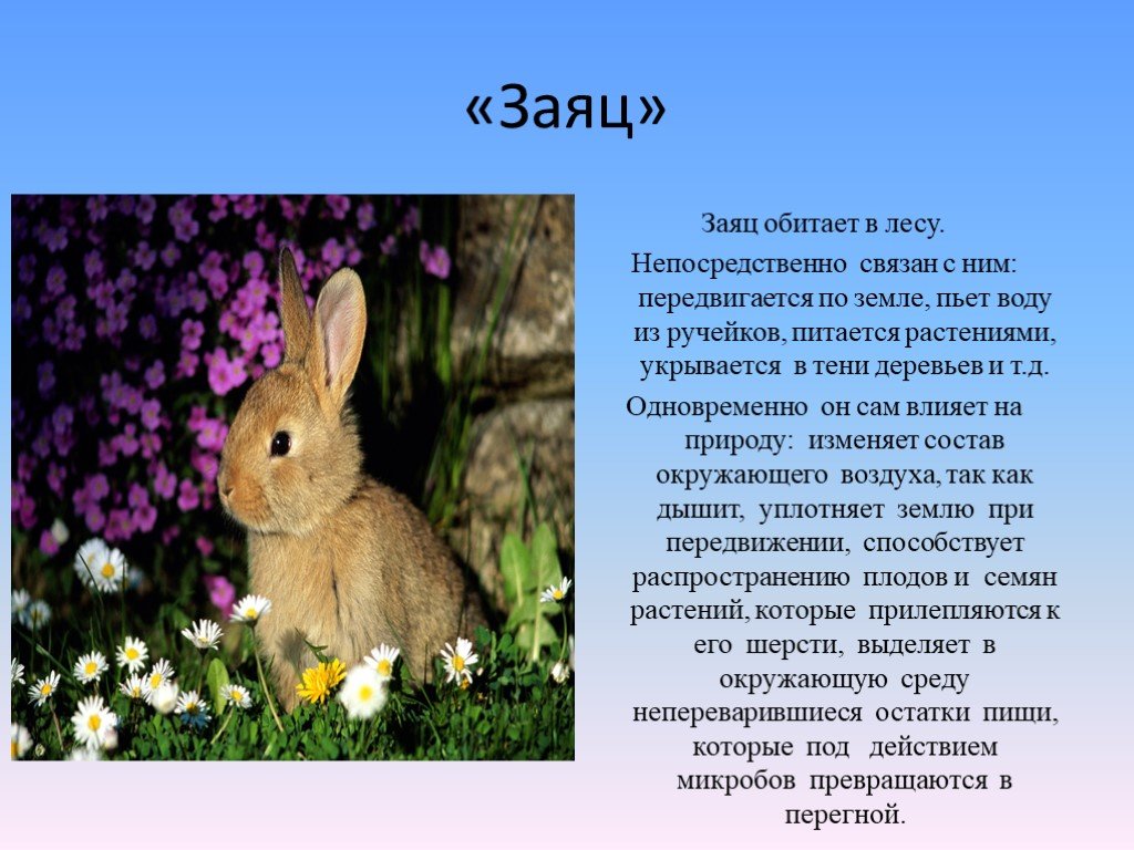 Про животных доклад 2 класс окружающий мир. Сообщение о зайце. Доклад про зайца. Рассказ про зайца. Заяц краткое описание.