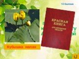 Цветковое растение, занесённое в красную книгу Архангельской области. Кубышка малая